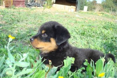 SE VENDE CAMADA DE CACHORRO DE ROTTWEILER
