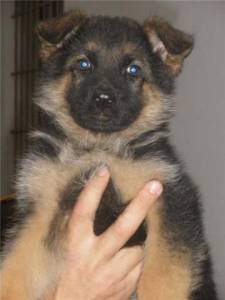 Pastor Alemn cachorros