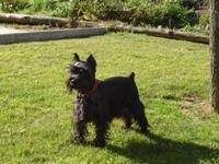 VENDO SCHNAUZER MINIATURA