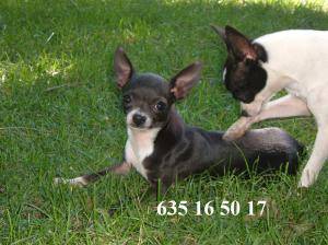 Chihuahua cachorrita superminiatura
