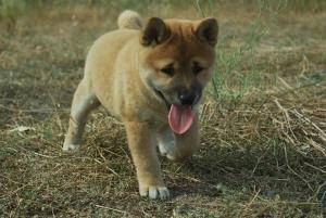 Preciosa camada Shiba Inu inscritos en LOE