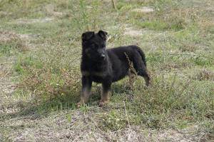 PASTOR ALEMAN LINEA DE TRABAJO CON PEDIGREE LOE