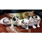 Reserva gatos persas
