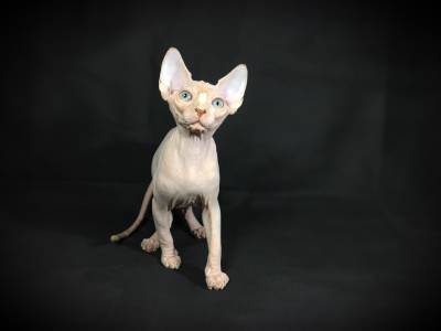 Gato
