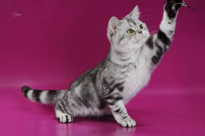 American Shorthair