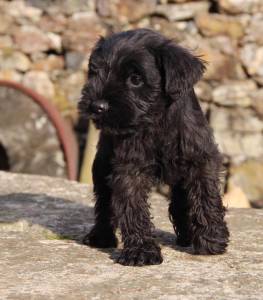 Prxima camada de schnauzer miniatura negro con LOE