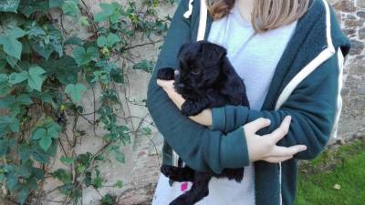Prxima camada de schnauzer miniatura negro con LOE