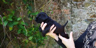 Prxima camada de schnauzer miniatura negro con LOE