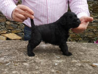 Prxima camada de schnauzer miniatura negro con LOE