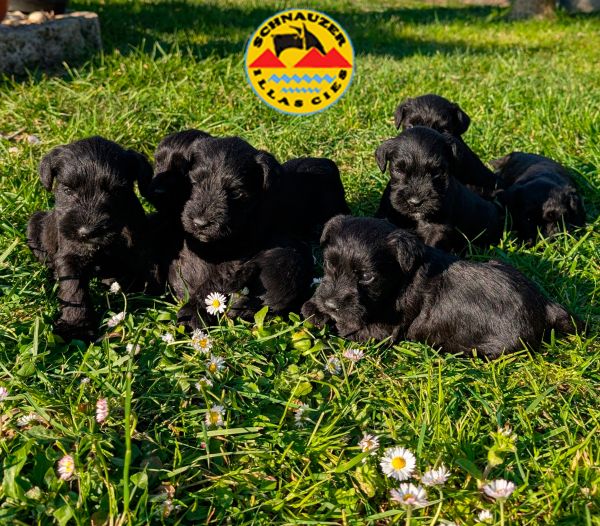 SCHNAUZER MINIATURA PRETO
