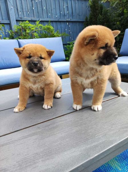 Lindos cachorros de Shiba Inu
