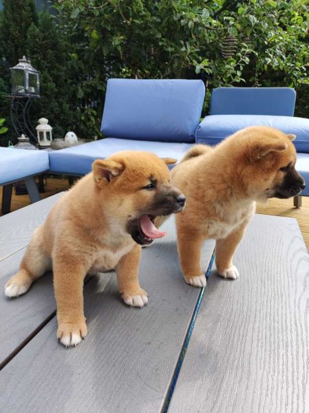 Lindos cachorros de Shiba Inu