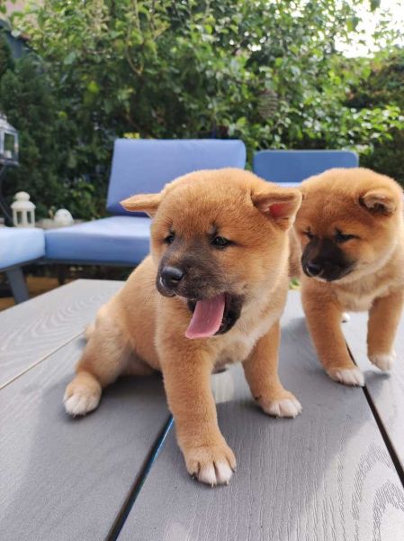 Lindos cachorros de Shiba Inu