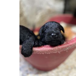 Schnauzer miniatura preto