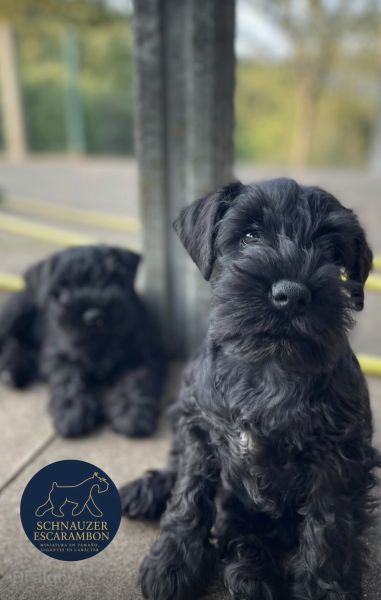Schnauzer miniatura preto