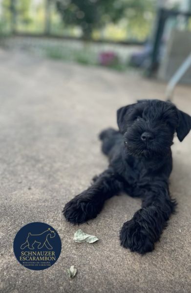 Schnauzer miniatura preto
